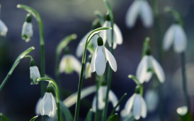 Har februari haft 30 dagar?